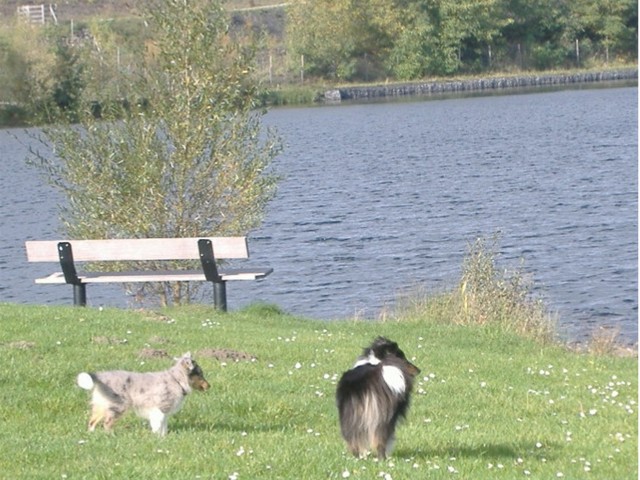 Blue Dun en a aussi profit pour pauser. La voil sur les bord du lac de Rieulay.